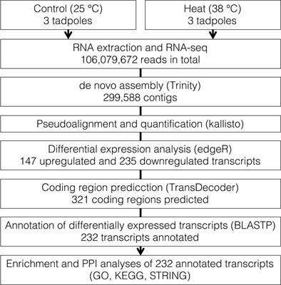 Transcriptomic Changes in Hot Spring Frog Tadpoles (Buergeria otai) in Response to Heat Stress